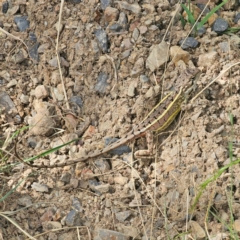 Diporiphora nobbi (Nobbi Dragon) at Oxley Wild Rivers National Park - 23 Feb 2024 by Csteele4