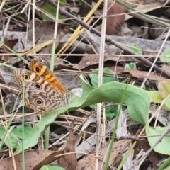 Geitoneura acantha (Ringed Xenica) at Oxley Wild Rivers National Park - 23 Feb 2024 by Csteele4