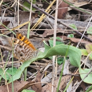 Geitoneura acantha at Oxley Wild Rivers National Park - 23 Feb 2024 03:36 PM