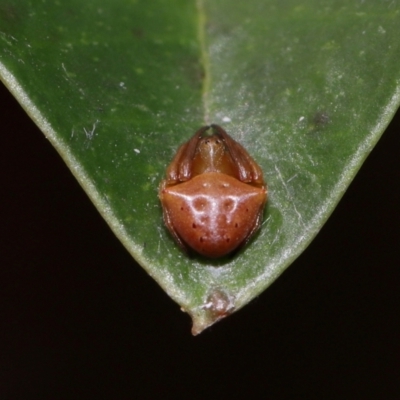 Unidentified Orb-weaving spider (several families) at Wellington Point, QLD - 21 Feb 2024 by TimL