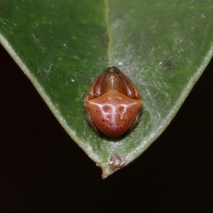 Araneus sp. (genus) at suppressed by TimL