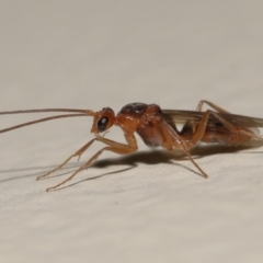 Unidentified Wasp (Hymenoptera, Apocrita) at Wellington Point, QLD - 17 Feb 2024 by TimL