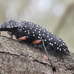 Rhipicera femorata (Feather-horned beetle) at Molonglo River Reserve - 21 Feb 2024 by Jiggy