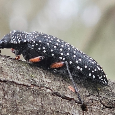 Rhipicera sp. (Feather or Fan-horned Beetles) at Denman Prospect, ACT - 20 Feb 2024 by Jiggy