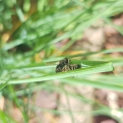 Unidentified Insect at Giralang, ACT - 23 Feb 2024 by JaneCarter