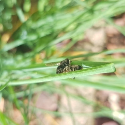 Unverified Insect at Giralang, ACT - 23 Feb 2024 by JaneCarter