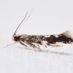 Labdia oxysema (A Curved-horn moth) at Jerrabomberra, NSW - 22 Feb 2024 by DianneClarke