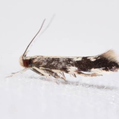 Labdia oxysema (A Curved-horn moth) at QPRC LGA - 22 Feb 2024 by DianneClarke