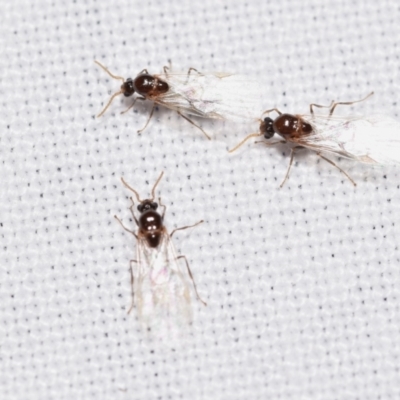 Formicidae (family) (Unidentified ant) at Jerrabomberra, NSW - 22 Feb 2024 by DianneClarke