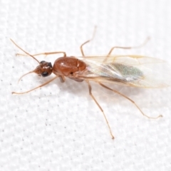 Formicidae (family) (Unidentified ant) at Jerrabomberra, NSW - 22 Feb 2024 by DianneClarke