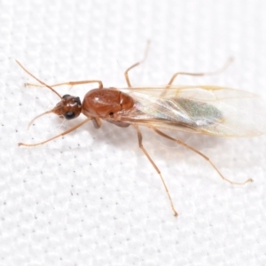 Aphaenogaster longiceps at QPRC LGA - suppressed