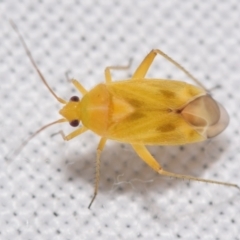 Miridae (family) (Unidentified plant bug) at Jerrabomberra, NSW - 22 Feb 2024 by DianneClarke