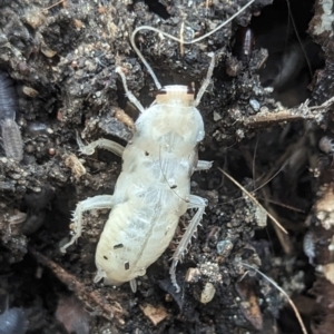 Blattidae sp. (family) at Wright, ACT - suppressed