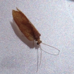 Drepanacra binocula (Notched brown lacewing) at Narrabundah, ACT - 8 Feb 2024 by RobParnell