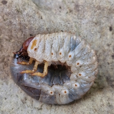 Adoryphorus coulonii (Redheaded pasture cockchafer) at Holt, ACT - 24 Feb 2024 by JajiClack