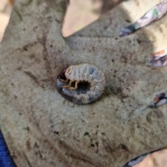 Adoryphorus coulonii at Holt, ACT - 24 Feb 2024 10:22 AM