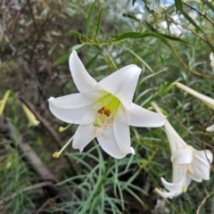 Lilium formosanum at Aranda, ACT - 24 Feb 2024