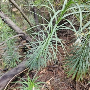 Lilium formosanum at Aranda, ACT - 24 Feb 2024