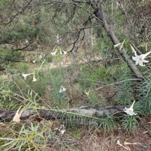 Lilium formosanum at Aranda, ACT - 24 Feb 2024