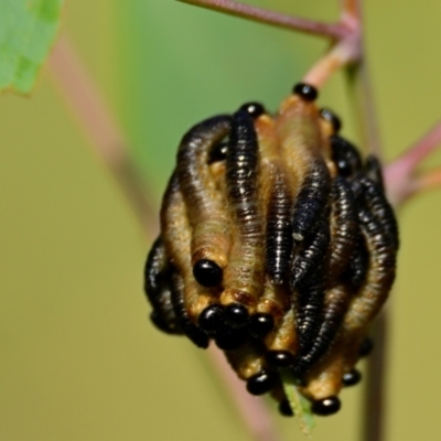 Perginae sp. (subfamily) (Unidentified pergine sawfly) at Weetangera, ACT - 23 Feb 2024 by Thurstan