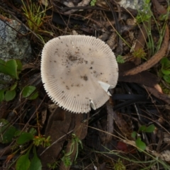 Amanita sp. (Amanita sp.) at Borough, NSW - 21 Feb 2024 by Paul4K