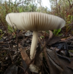 Amanita sp. at QPRC LGA - 22 Feb 2024