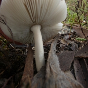 Amanita sp. at QPRC LGA - suppressed