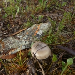 Amanita sp. at QPRC LGA - suppressed