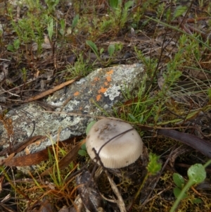 Amanita sp. at QPRC LGA - suppressed