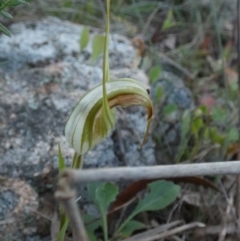 Diplodium reflexum (Dainty Greenhood) at Borough, NSW - 21 Feb 2024 by Paul4K