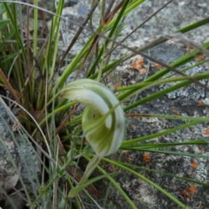 Diplodium reflexum at QPRC LGA - 22 Feb 2024