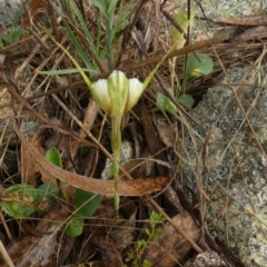 Diplodium reflexum at QPRC LGA - 22 Feb 2024