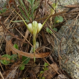 Diplodium reflexum at QPRC LGA - 22 Feb 2024