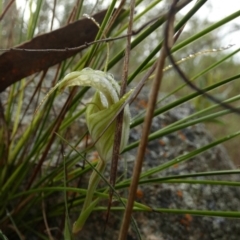 Diplodium reflexum at QPRC LGA - 22 Feb 2024