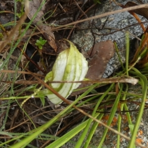 Diplodium reflexum at QPRC LGA - 22 Feb 2024