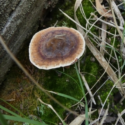 Sanguinoderma rude (Red-staining Stalked Polypore) at Borough, NSW - 22 Feb 2024 by Paul4K