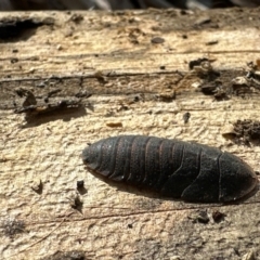 Laxta sp. (genus) (Bark cockroach) at Pimpama, QLD - 24 Feb 2024 by HelenaWalker