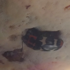 Episcaphula pictipennis at QPRC LGA - 22 Feb 2024