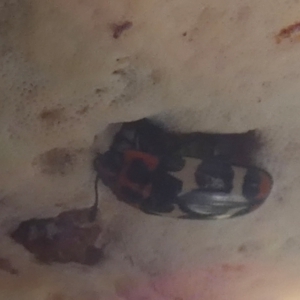 Episcaphula pictipennis at QPRC LGA - 22 Feb 2024