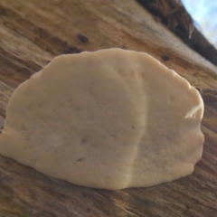 Laetiporus portentosus at QPRC LGA - suppressed