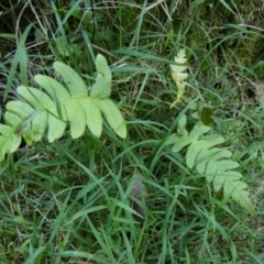 Blechnum (genus) (A Hard Fern) at QPRC LGA - 22 Feb 2024 by Paul4K