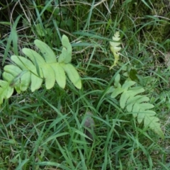 Blechnum sp. (A Hard Fern) at Borough, NSW - 22 Feb 2024 by Paul4K