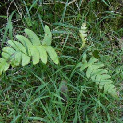 Blechnum (genus) (A Hard Fern) at QPRC LGA - 22 Feb 2024 by Paul4K