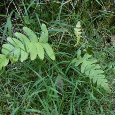 Blechnum sp. (A Hard Fern) at Borough, NSW - 22 Feb 2024 by Paul4K