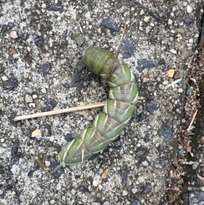 Psilogramma casuarinae (Privet Hawk Moth) at Duffy, ACT - 14 Feb 2024 by HelenaWalker