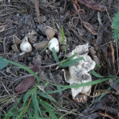 Geastrum sp. (genus) (An earthstar) at QPRC LGA - 22 Feb 2024 by Paul4K
