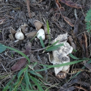 Geastrum sp. at Boro - 22 Feb 2024