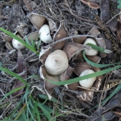 Geastrum sp. at Boro - 22 Feb 2024