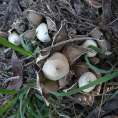 Geastrum sp. at Boro - 22 Feb 2024