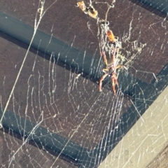 Trichonephila edulis (Golden orb weaver) at University of Canberra - 8 Feb 2024 by HelenaWalker